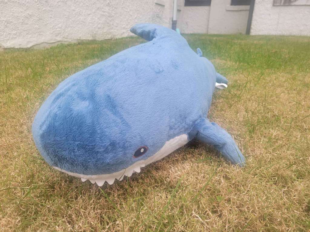 Dusk’s First Adventure Touching&nbsp;Grass